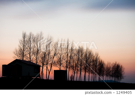 row of tree, treelined, sunset 1249405