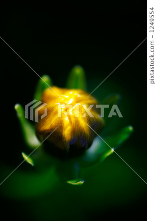 bud, bloom, blossom 1249554