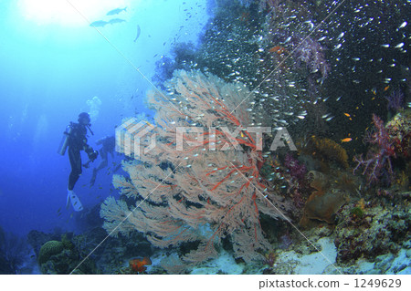 Diving image: Dumber and Diver 1249629