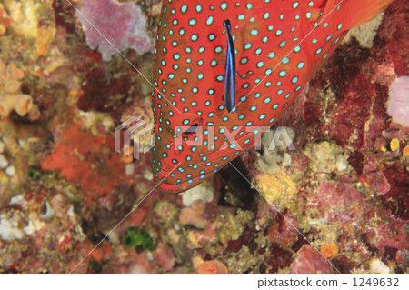 Fancy tropical fish and cleaning fish 1249632