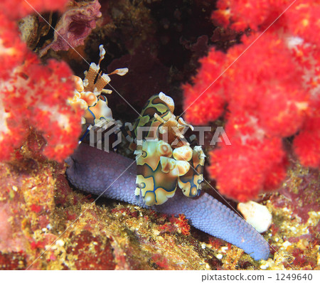 Colorful shrimp 1249640