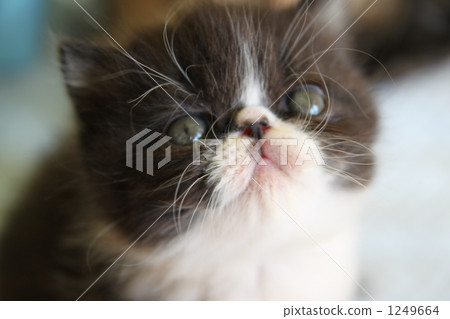 異國情調的小貓黑＆W 1249664