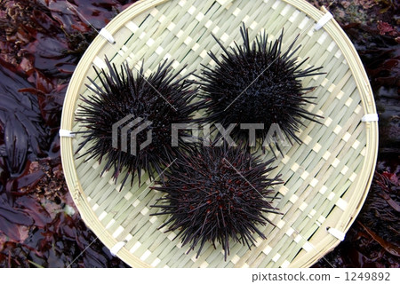 Murasaki Sea Urchin 1249892