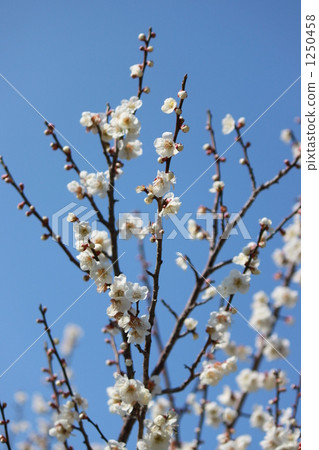 plum grove, blue sky, plum blossoms 1250458