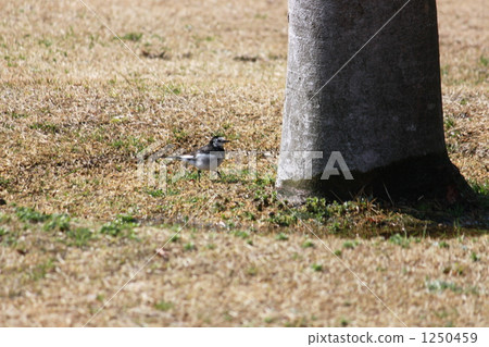 small bird, large tree, brown 1250459