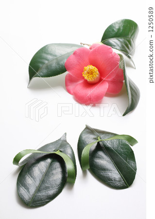 涼茶由山茶花葉子製成 涼茶由山茶花葉子製成 1250589