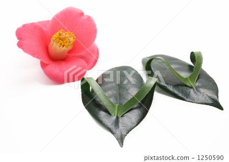 山茶花葉子的涼鞋 山茶花葉子的涼鞋 1250590