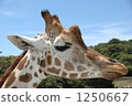 長頸鹿面朝上 1250667