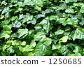 常春藤牆 1250685