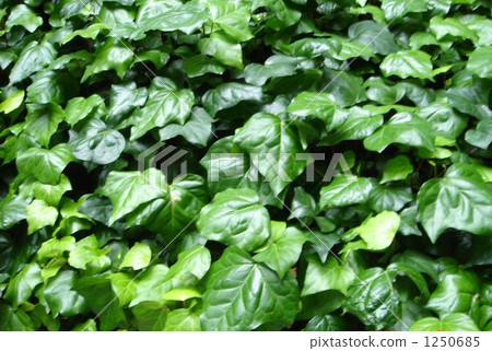 常春藤牆 1250685