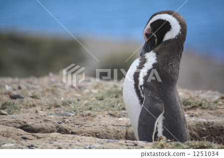 Magellan penguin Magellan penguin 1251034