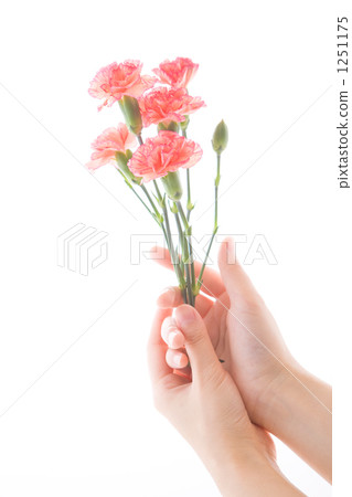 有康乃馨的小姐沒有手絲帶 1251175