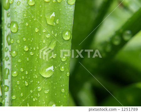 Leaves wet in the rain 1251789