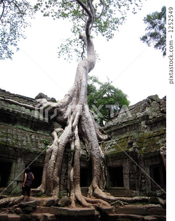 Roost swallowing ruins at Ta Prom Root of the bamboo shoots 1252549