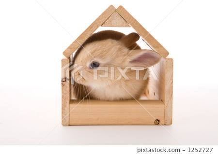 Rabbit and Natural House Rabbit and Natural House 1252727