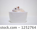 djungarian hamster, hamster, white 1252764