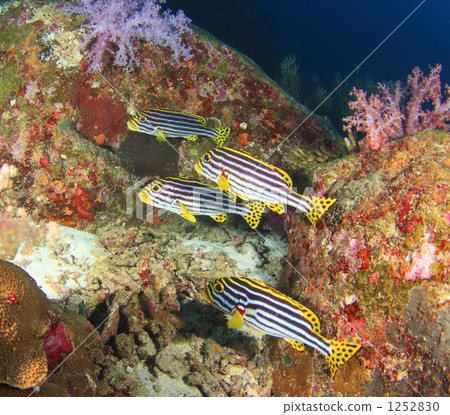 Hanshin color fish 1252830