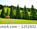 trees, sheep, hill 1252832