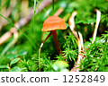 mushroom, mushrooms, poisonous mushroom 1252849