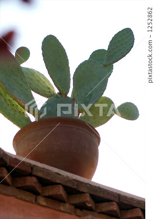 Marrakesh's cactus Marrakesh's cactus 1252862