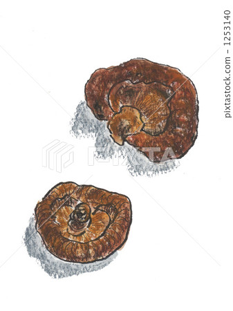 lentinula, shiitake, shiitake mushroom 1253140