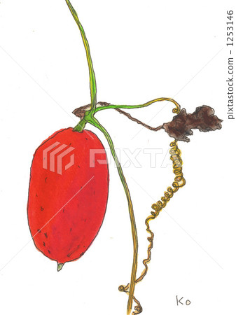 絲瓜 日本蛇瓜 紅色 1253146