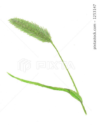 野花 狗尾草 1253147