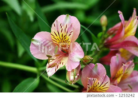 粉紅色的六出 1253242