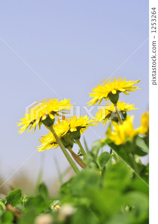 草地 蒲公英 藍天 1253264