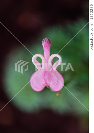 Flower of alpine plant Queen Cuxusa 1253286