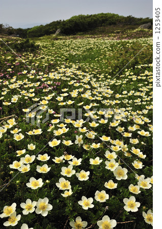 刺痛的花園 1253405