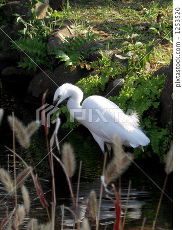 Shirasgani來到Kawabe 1253520