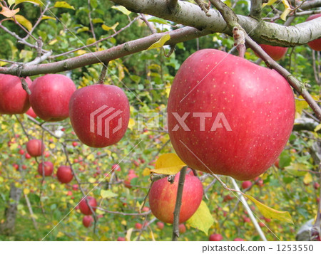 蘋果 富士聖 蘋果園 1253550