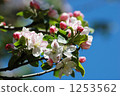 apple, apples, bloom 1253562