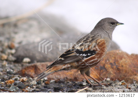 Iwate bali of Tateyama Iwate bali of Tateyama 1253617