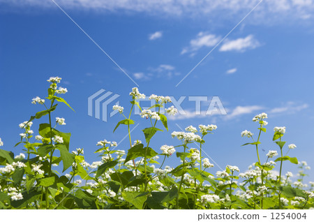 蕎麥田 藍天 留白空間 1254004