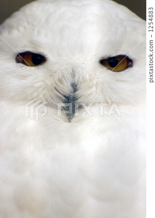 白貓頭鷹 1254883