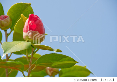 一個萌芽 一個萌芽 1254901