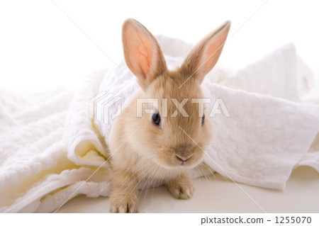 Peeping from the towel 1255070