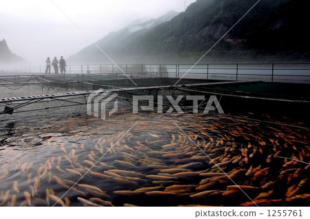 魚群 中國 瓷器 1255761