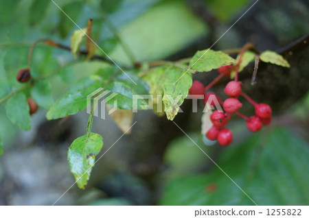 Red fruit of Sansho 1255822