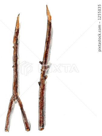 a sprig, a twig, branch 1255835