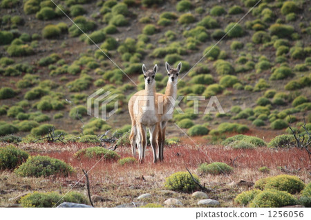 Guanyaco at Pine National Park 1256056