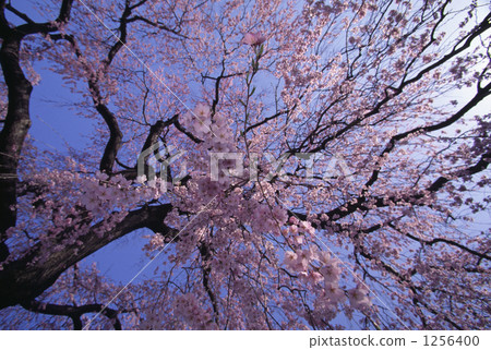 授粉 垂櫻 櫻花 1256400