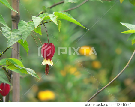 abutilon, tyrolean lamp, climbing nature (plant) 1256554