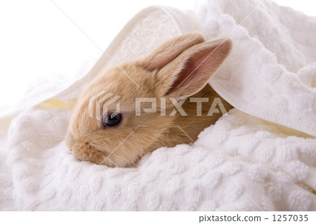 Child rabbit to relax with soft towel Child rabbit to relax with soft towel 1257035
