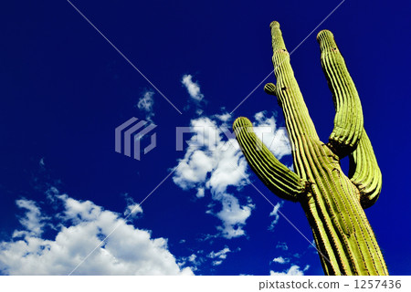 Cactus 1257436