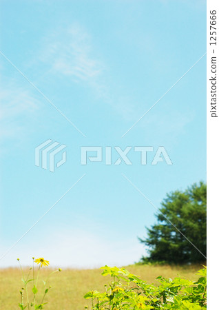 empty lot, field, blue sky 1257666