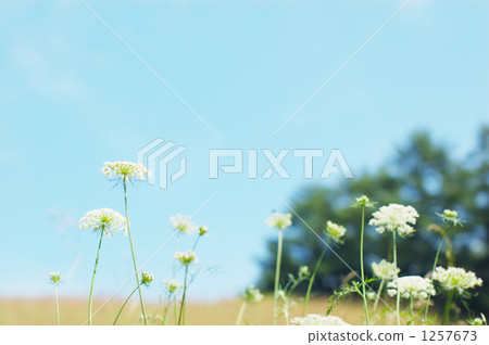 field, empty lot, blue sky 1257673