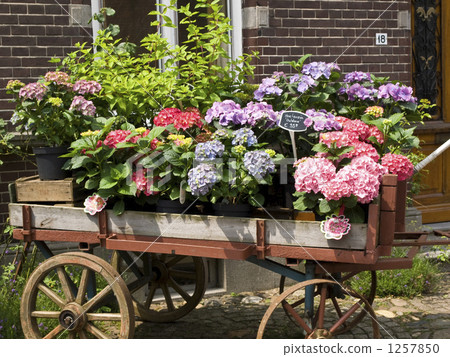 A Dutch florist displaying a hydrangea's pot plant on the cart 1257850
